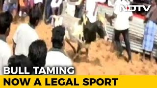 New Law To End Ban On Jallikattu Cleared By Tamil Nadu