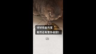 球球找金元宝，竟然还有意外收获！ #招财猫 #我在快手整活