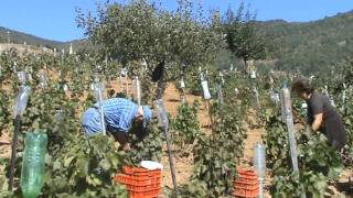 Τρύγος στον αμπέλι  Στέφανου  Ζ. στον Πολυπόταμο