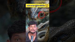 ఇది చాలా ప్రమాదకరం 😮 #snake #facts #telugu #viralshort