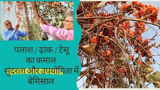 ढ़ाक / पलाश / टेसू के सुंदर फूल / आओ, पेड़ व फूलों के बारे में जानें / Watch Nature