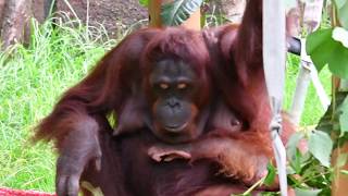 オランウータンのロキちゃんの誕生日会  多摩動物公園