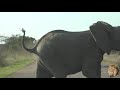 elephant herd in a hurry to cross the road