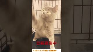 ご協力頂いている動物病院より、退院しました。ご飯もよく食べ元気にしています。🟠ハンディのある　#子猫ブリティッシュショートヘア😸#里親募集中