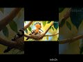 🥰cute hoopoe bird with his family 😍hoopoe is beautiful bird 😘this video create by AI technology 😍❤️