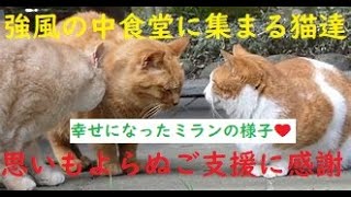 【思わぬご支援🙏】強風の中食堂に集まる猫たち💖