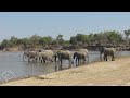 shenton safaris elephants quench their thirst