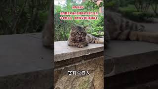 这是公园里的猫王 猫界丧彪又在公园蹲别人家的母猫狸花猫这猫一看就是练家子干架猫帮忙看一下这猫正经不老虎不发威以为是病猫 @DOU+小助手