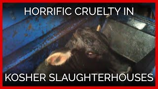 Horrific Cruelty Filmed in Kosher Slaughterhouses