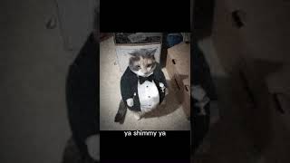 Shimmy ay shimmy ay #memes #meme a#memesvideo #cats #cat