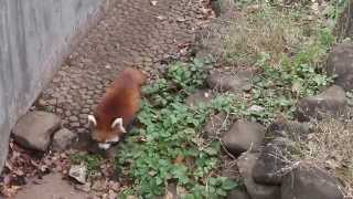 千葉県市川市動植物園のレッサーパンダの赤ちゃん。（２－１）