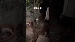 ぽつんとさすらい  #地域猫 #元野良猫