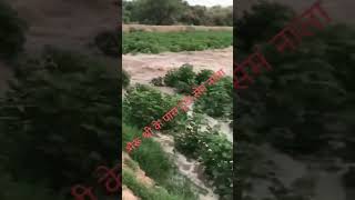 भैरू श्री के पास टूटा सेम नाला #viralvideo #hanumangarhnews #hanumangarh #viral #river #shorts