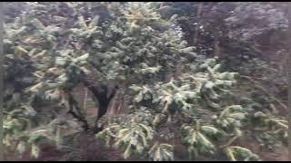 Mandaçaias na florada da erva de bugre! ( Casearia Sylvestris )