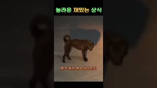 댕댕이와함께 춤을 놀라운재밌는상닉