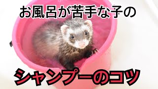 フェレットのシャンプーの仕方☆お風呂の上手な入り方☆