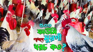 ৫০০ ফাউমি মুরগি পালনে খরচ কত? লাভ কত? বাণিজ্যিকভাবে ফাউমি মুরগি পালন পদ্ধতি | Faumi Murgi Khamar