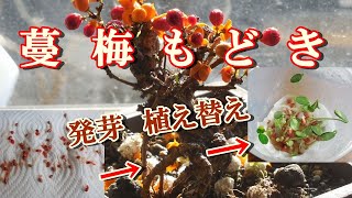 【蔓梅もどき】種を早く発芽させる方法  休眠打破のツルウメモドキの種が発芽植え付けまで