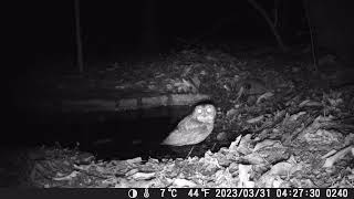 オオコノハズク？が南港野鳥園の水場に飛来