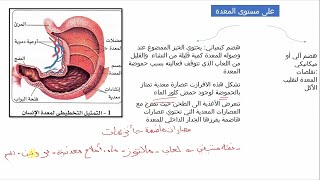 الدرس 2 :التحولات التي تطرا على الخبز في محطات اخرى من الجهاز الهضمي علوم طبيعية للرابعة متوسط