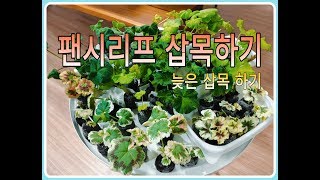 팬시리프 제라늄 삽목하기ㅣCutting for Fancy leaf pelargonium