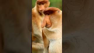 Big nose monkey #shorts