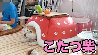 柴犬小春　ENG sub犬用こたつ転がっとったよってに