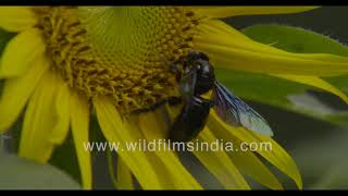 Carpenter Bee or Xylocopa Latipes sighted on sunflowers: Largest bee in India?