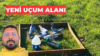 Yeni Uçum Yerimiz. #taklacıgüvercin #oyunkuşu #mardinoyunkusu #pigeon