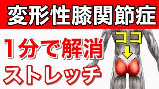 【たった1分】変形性膝関節症の膝の痛みを解消するストレッチ方法【東京　膝の痛み】東京都渋谷区恵比寿の整体院蒼