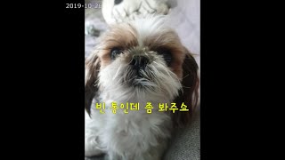 7살 시츄 써니 | 훔쳐 먹다 들킨 강아지 | Cute Shih Tzu Dog Sunny Denies Crime | Funny Dog Video