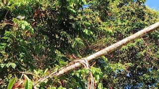 Hoatzin bird at Añangu Creek in Yasuni National Park, Ecuador #hoatzin #amazon #yasuni #ecuador