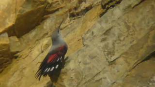 Wintering Wallcreeper in Tuscany.m4v