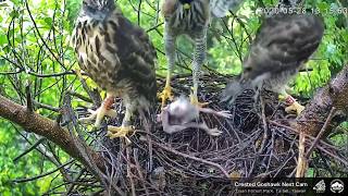 20200528 鳳頭蒼鷹直播回顧－阿爸帥氣降落....Crested Goshawk Nest Cam