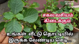 இந்த செடியை பார்த்துவிட்டு சென்றாலே போதும் வெற்றி அதிர்ஷ்டம் மதிப்பு மரியாதை உங்கள் பின்னால் வரும்