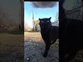 Mr. Kitters vs. The Dark Void! 🐈🐈‍⬛ Mr. Kitters the Cat must see TV 📺🍿