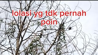 lokasi perkutut yg tdk pernah poin