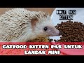 FIX Catfood Kitten Cocok Buat Makan Landak Mini Kalau Kandang Kecil Freeroom Jadi Wajib #landakmini