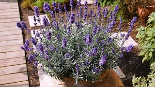 How I'm growing Lavender: Secrets. Varieties of Lavender - look how beautiful it is - Alexa's Garden