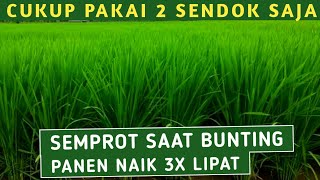 SEJAK PAKAI PUPUK INI HASIL PANENKU NAIK 3X LIPAT DARI BIASANYA