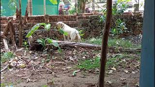 ആരു പറഞ്ഞാലും കൂട്ടിൽ കയറാത്ത ബ്രൂണി ' ആരും പറയാതെ കൂട്ടിൽ കയറി........♥️♥️♥️♥️