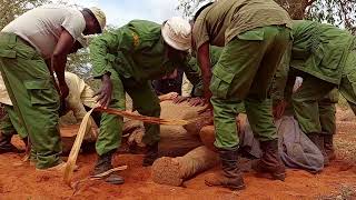 Rescue of Orphaned Elephant Itinyi | Sheldrick Trust