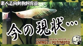 アルビノ シルバーアロワナ ショートボディの現状【アクアリウム】【熱帯魚】