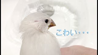 ぴよまる はじめての水浴び ～愛文鳥日記その３～