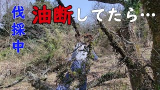 【ひとり桜の山復興#6】枯れた桜の木をチェーンソーで伐採・玉切り※伐採は危険と隣り合わせ！