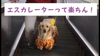 エスカレーターに乗る ラブラドール（音声版あり）