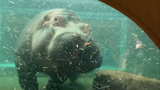 水中を泳ぎまくるカバ　旭山動物園　Hippopotamus swimming underwater