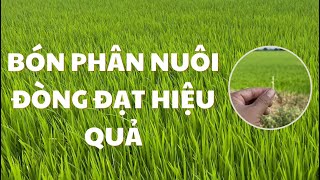 Cách chọn thời điểm bón phân nuôi đòng giúp lúa bông to tăng năng suất