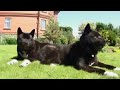 american akita vs alaskan malamute highlights