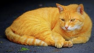 未確認生物のような猫　UMA like a cat